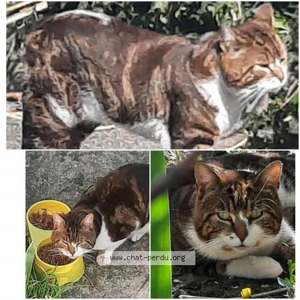 Photo 1/1 Found cat Found in Livry gargan