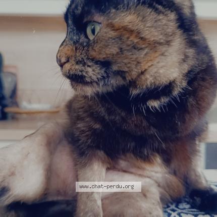 Photo 1/1 Réglisse Chat lost in Cognac