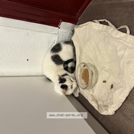 Photo 1/1 Found cat Found in Paris