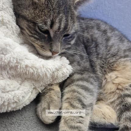 Photo 1/1 Lily Chat lost in Thaon les vosges