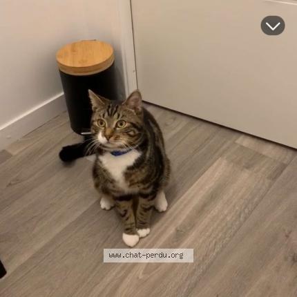 Photo 1/1 Salem Chat lost in Avion