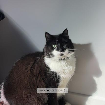 Photo 1/1 Moumoune Chat lost in L aigle