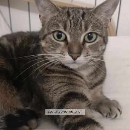 Photo 1/1 Bouh Chat lost in Fecamp