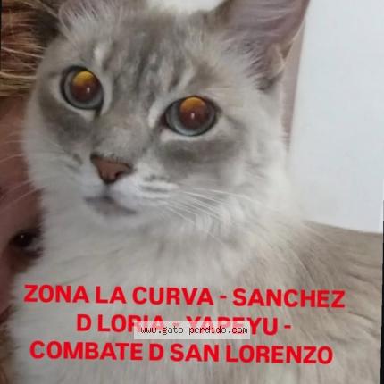 Photo 1/1 Ricarda Chat lost in Bs as