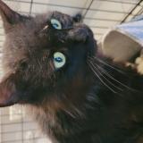 Picture of cat found at Montpellier