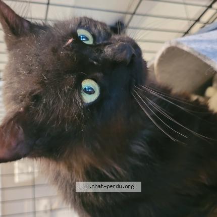 Photo 1/1 Found cat Found in Montpellier