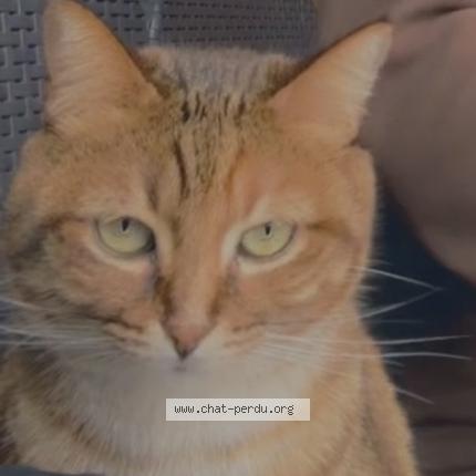 Photo 1/1 Kiara Chat lost in Bordeaux