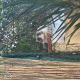 Picture of cat found at Montpellier