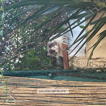 Photo 1/1 Found cat Found in Montpellier