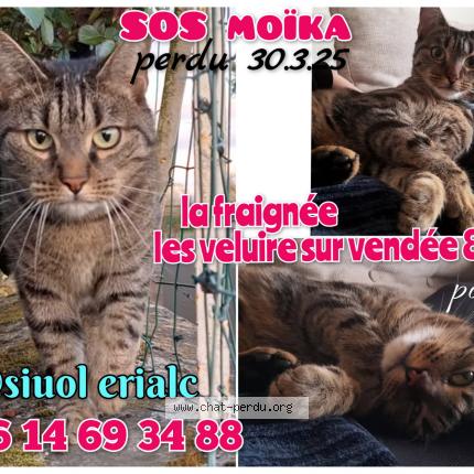 Photo 1/1 Mo&iuml;ka Chat lost in Les velluire sur vendee
