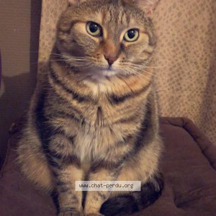 Photo 1/1 Mali Chat lost in Amiens