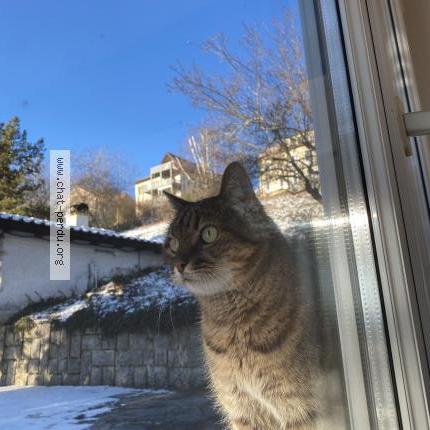 Foto 1/1 Gatto ritrovato Smarrito a Les Hauts Geneveys