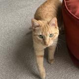 Picture of cat lost at Pringy