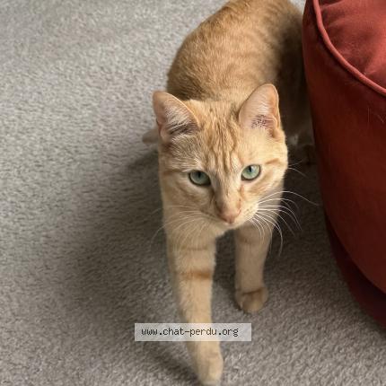 Photo 1/1 Tommy Chat lost in Pringy