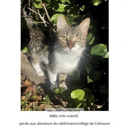 Photo 1/1 Minou Chat lost in Calvisson