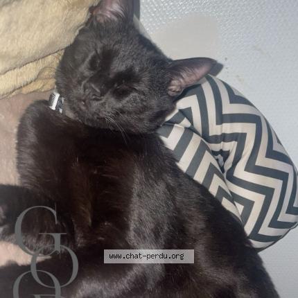 Photo 1/2 Kiko Chat lost in Courbevoie