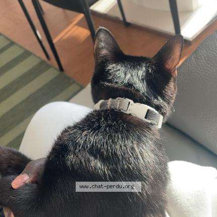 Photo 2/2 Kiko Chat lost in Courbevoie