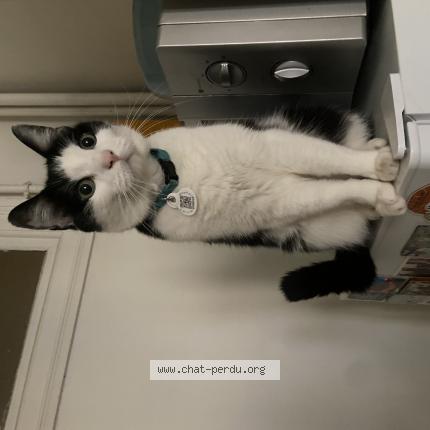 Photo 1/1 Mia Coquelle Chat lost in Paris