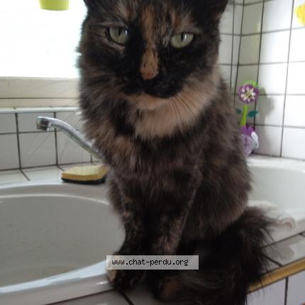 Photo 1/1 Clochette Chat lost in Lussagnet lusson