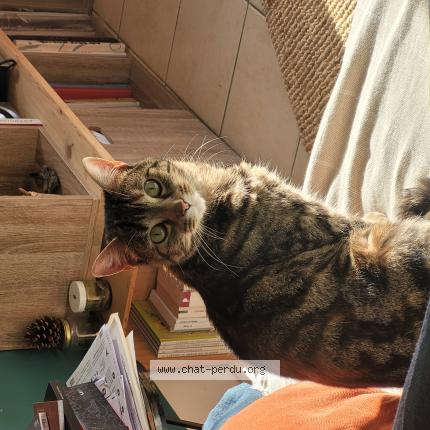 Photo 1/1 CRACOTTE Chat lost in Laille