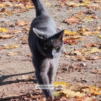 Photo 1/1 Lennon Chat lost in Drevant