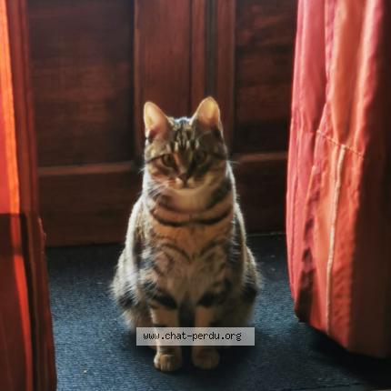 Photo 1/1 Chiquito Chat lost in Champcevinel