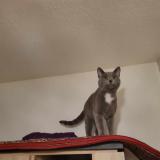 Picture of cat found at Metz