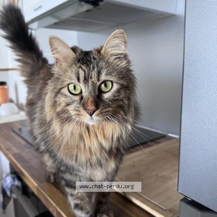 Photo 1/1 Poupette Chat lost in La montagne