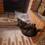 Picture of cat lost at Saint Gemmes D Andigne