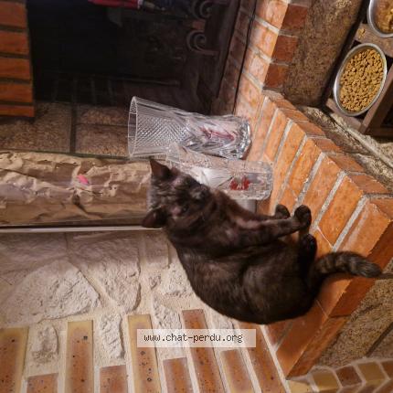 Photo 1/1 Millo Chat lost in Saint gemmes d andigne