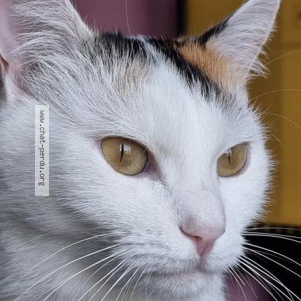Foto 1/3 Wiedergefundene Katze Verloren in Howald