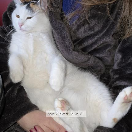 Foto 2/3 Wiedergefundene Katze Verloren in Howald