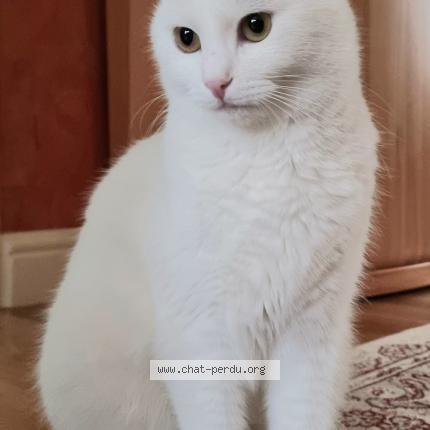 Foto 3/3 Wiedergefundene Katze Verloren in Howald
