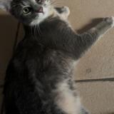 Picture of cat lost at Coulanges Les Nevers