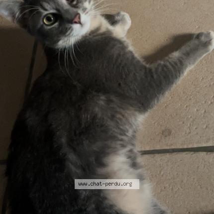 Photo 1/1 Gribouille Chat lost in Coulanges les nevers