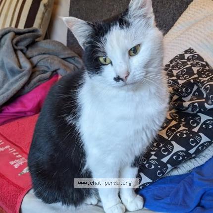 Photo 1/1 Maddy Chat lost in Rennes