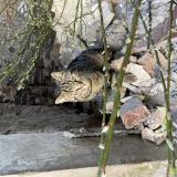 Picture of cat found at Aubencheul Aux Bois