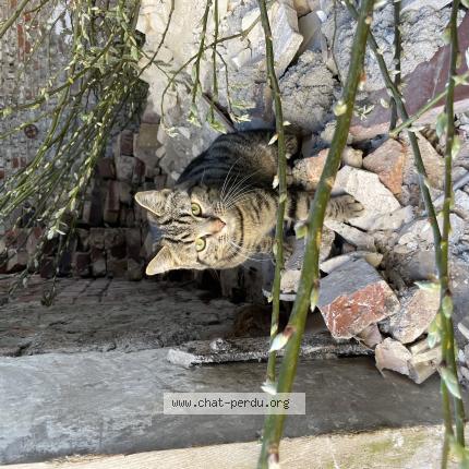 Photo 1/1 Found cat Found in Aubencheul aux bois