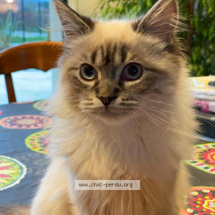 Photo 1/1 oups Chat lost in Port mort