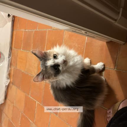 Photo 1/1 Donska Chat lost in Troyes