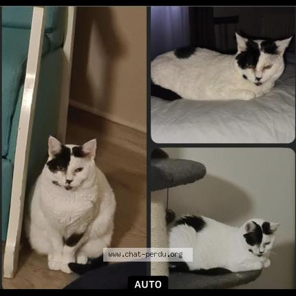 Photo 1/1 MINETTE Chat lost in Chalkans