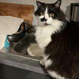 Picture of cat lost at Velleron