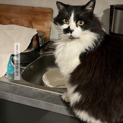 Photo 1/1 Milky Chat lost in Velleron