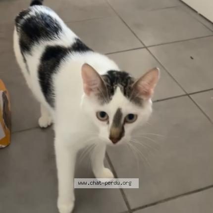 Photo 1/1 Tigrou Chat lost in Montauban