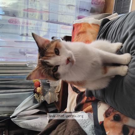 Photo 1/1 Found cat Found in Courcelles