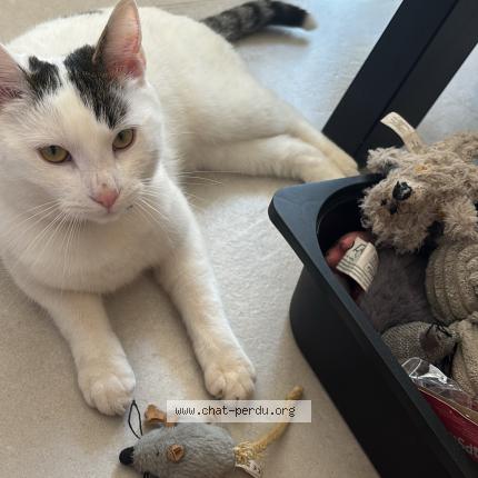 Photo 1/1 Volt Chat lost in Claye souilly