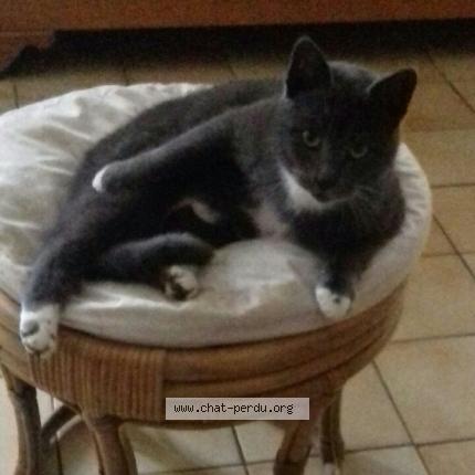 Photo 1/1 Yuki Chat lost in Saint germain en cogles