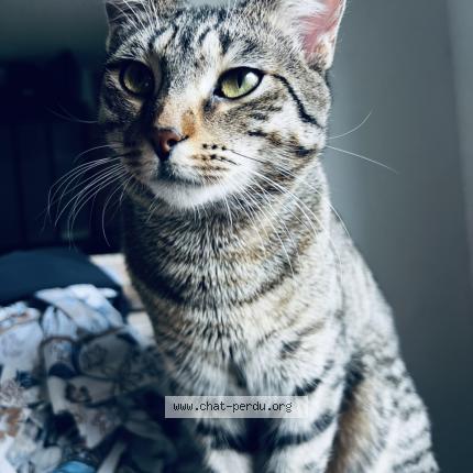 Photo 1/1 Hektoy Chat lost in Nancy