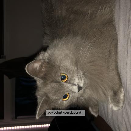 Photo 1/1 Mouyzza Chat lost in Pontoise