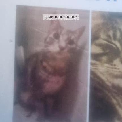 Photo 1/1 Ganja Chat lost in Sion